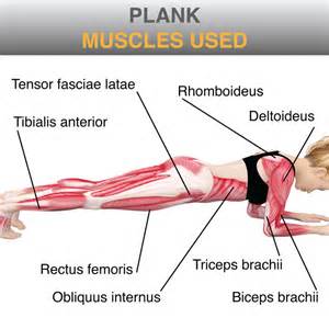 「plank muscle」的圖片搜尋結果