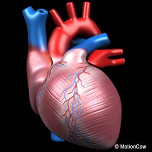 Human heart pumping